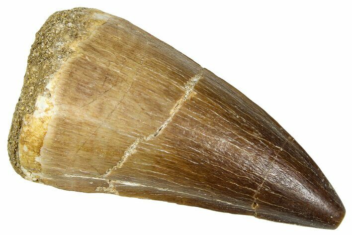 Fossil Mosasaur (Thalassotitan) Tooth - Morocco #374603